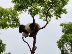 -上海野生动物园