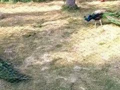 -西双版纳傣族园