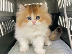 -lincat·猫舍(广州店)