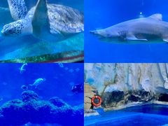 -海合安青岛极地海洋公园