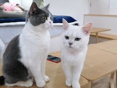 -李小姐の猫咖啡馆(五角场店)