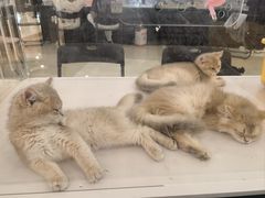 -万达广场(宝山店)
