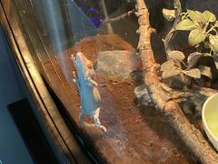 -上海大自然野生昆虫馆(东方明珠·爬宠昆虫探索中心)
