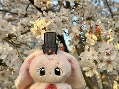 -高东镇樱花园