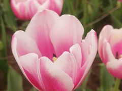 -石家庄市植物园