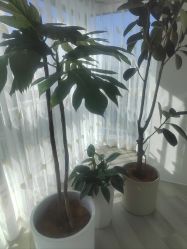 -HEYAN荷妍专业脱毛连锁机构