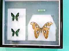 -上海昆虫博物馆