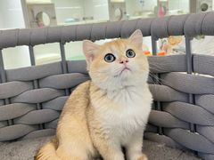 -lincat·猫舍(广州店)