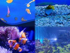 -太平洋海底世界