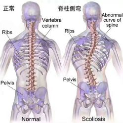 -香薇妮丝·定制减肥·身材管理