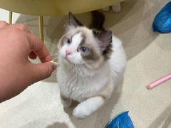 -藏猫猫咖啡主题馆(中央大道店)