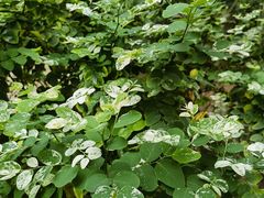 -南山植物园