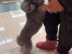 -帕帕拉兹宠物(亚洲旗舰店)