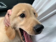 -翊宠yipet猫狗购宠庄园犬舍•猫舍