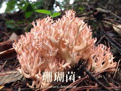 -畲乡一品鱼府土菜馆