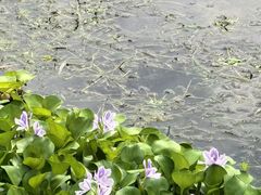 -鸣鹤古镇
