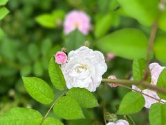 -奉浦四季生态园