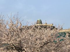 -武汉大学-樱园