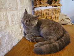 -平行世界·猫咖(首经贸店)