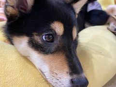 -逗柴咖啡屋·狗咖猫咖宠物桌游
