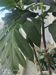 -HEYAN荷妍专业脱毛连锁机构