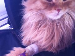 iphone_upload_pic-瑞派福兴宠物医院犬猫全科·骨科·中西医结合(河东店)