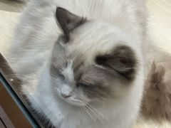 -momokira米努特·德文卷毛猫·棉花面纱犬