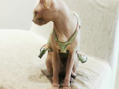 -藏猫猫咖啡主题馆(中央大道店)