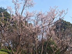 -青枫公园