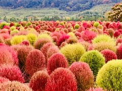 -径山花海