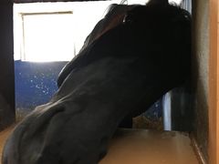 -重庆和泰马术俱乐部