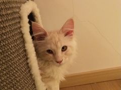 -猫腻·猫咖·撸猫馆(星光大道店)