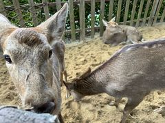 -野象谷景区