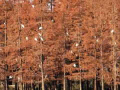 -白鹭湾湿地公园