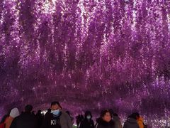 -绿野森林乐园冰雪季