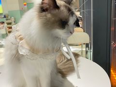 -怪兽屋·羊驼·猫咖·狗咖(俊华广场店)