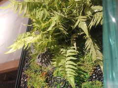 -绿茶餐厅(青岛城阳万象汇店)