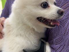 -辛巴宠物医疗中心·骨科·内分泌专科·心肾专科(亭林公园店)