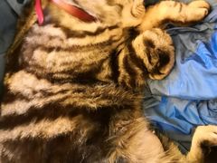 -李小姐の猫咖啡馆(五角场店)