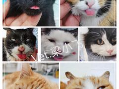 -欧奕国际动物医院