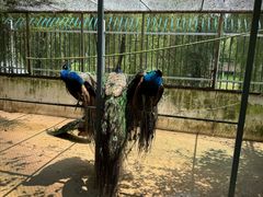 -安徽八里河旅游区