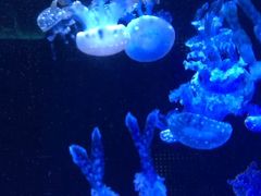 -左海海底世界