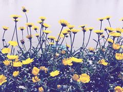 荷兰花海-荷兰花海