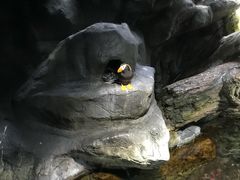 景点-大阪海游馆