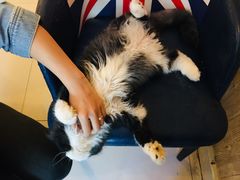 -名猫咖啡馆·撸猫·拼豆