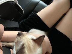 -屋虎猫馆(宝安大仟里店)