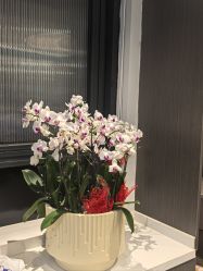 -水女人科技美肤·LDM·超清秀