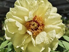 -洛阳市隋唐城遗址植物园