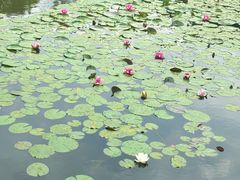 -金银湖国家城市湿地公园