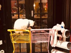 -猫色咖啡·猫咖
